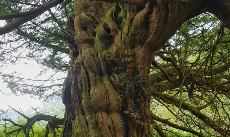 Borrowdale Yew Trees